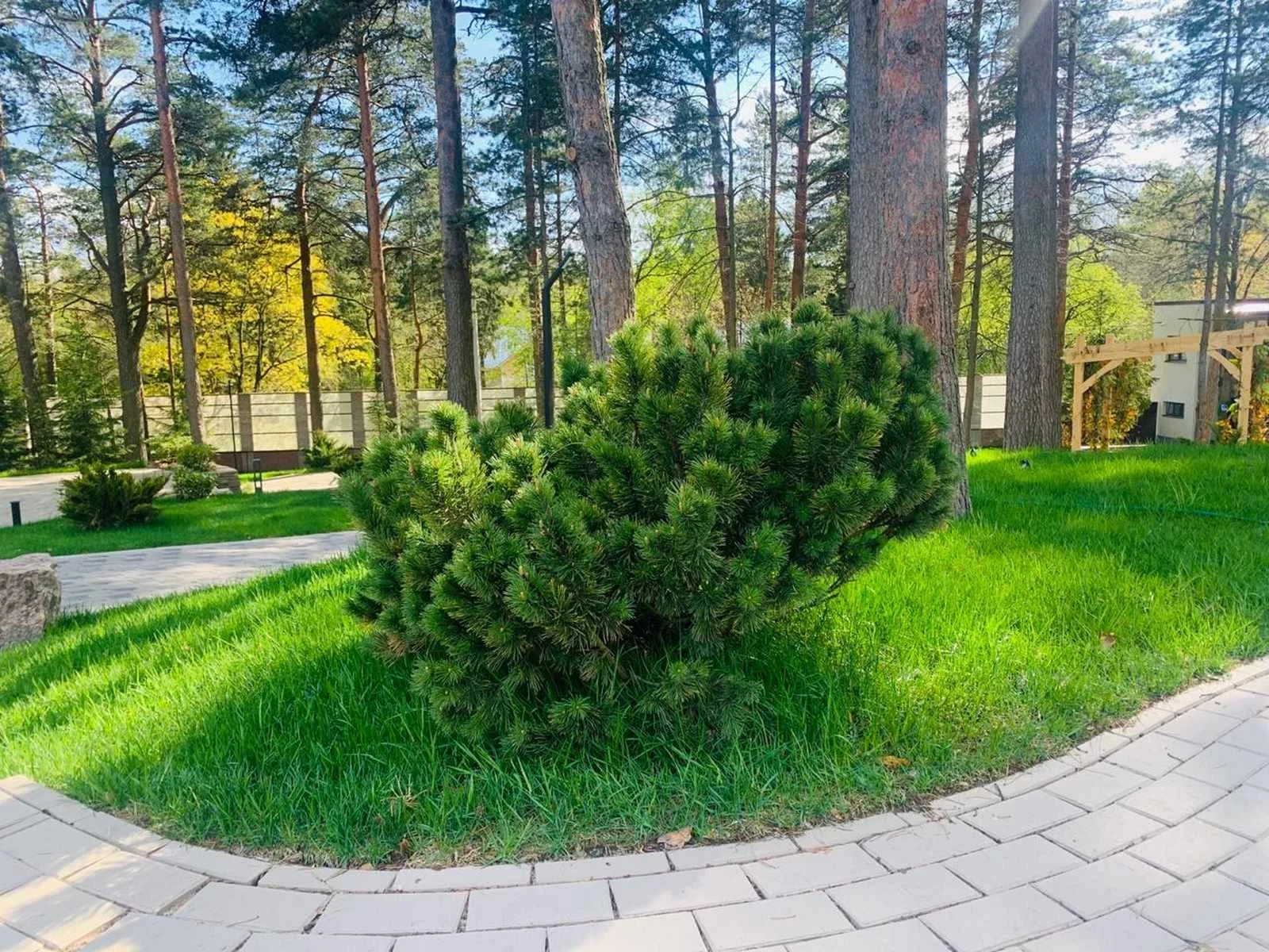 Солнечное